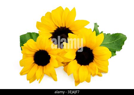 Sunflowers with green leaf on white background Stock Photo
