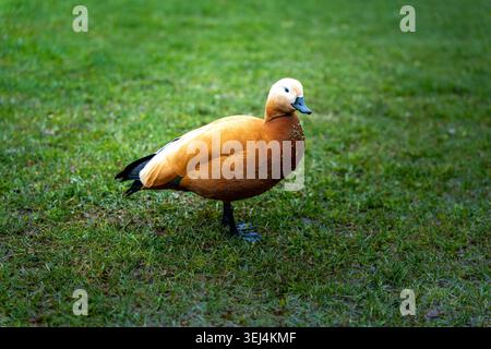 Ruddy Shelduck Standing On Green Lawn, Solitary Calm Pose Showing Rich Orange Plumage And Sleek Beak, Soft Light Casting Gentle Shadows, Tranquil Stock Photo