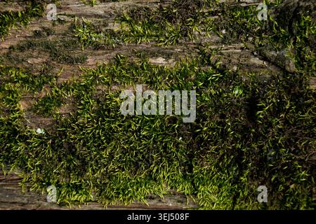 Vibrant Green Moss Growing on Tree Bark Stock Photo