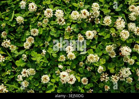 Top Down View of Blooming White Clover on a Green Lawn Stock Photo