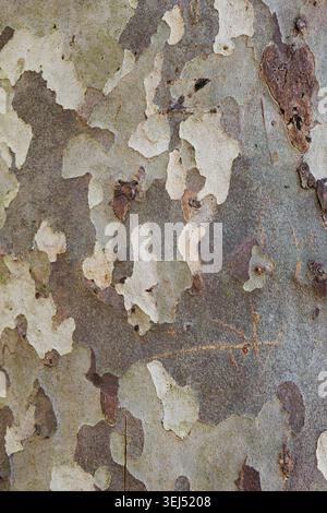 Camouflage Pattern on Sycamore Tree Bark Texture Stock Photo