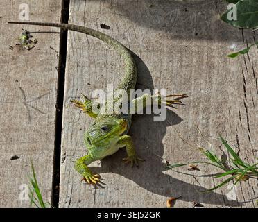 Full-body portrait of an adult Ocellated Lizard (Timon lepidus) basking on rustic wooden planks in Portugal. Stock Photo