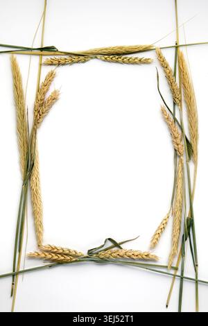 Decorative frame of dry ears of wheat on a white background. Template for text Stock Photo
