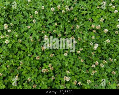 Top view of white clover field blooming with green leaves and small flowers. Stock Photo