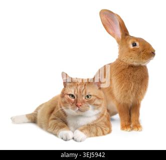 Cute cat and bunny on white background. Lovely pets Stock Photo