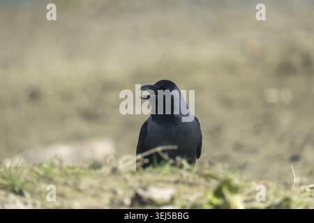 A crow (Corvus splendens) gazes into the distance while perched on the grassy ground In Netrokona, Bangladesh Stock Photo
