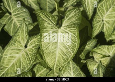 Close-up of variegated (Codiaeum variegatum) green leaves, showcasing intricate patterns in nature Stock Photo