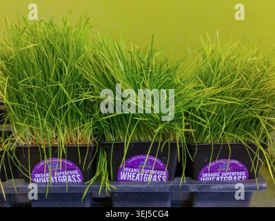 Vadnais Heights, Minnesota. Locally grown Organic Wheatgrass for sale in a local food market. Stock Photo