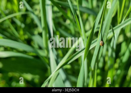 Tiny snail on blade of green grass in sunlight Stock Photo