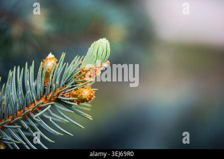 Close-up of fresh green spruce buds growing on a branch with soft bokeh background Stock Photo