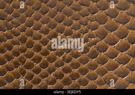 Brown snake skin detailed texture background Stock Photo