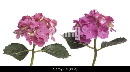 Lacecap Hydrangea (macrophylla normalis) isolated on white background Stock Photo