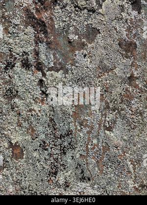 Photo of Lichens on stone in Altai natural environment. Natural lichens background. Stock Photo