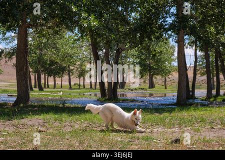 Photo of a dog white swiss shepherd plays with a stick on the river bank in poplar grove. Stock Photo