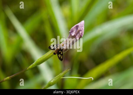 Tiny moth rests on budding flower. Moth has black, yellow, and white wings. Purple bud stands tall among green grass. Natural setting offers soft, blu Stock Photo