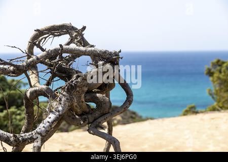 Twisted dry tree branches frame the vibrant blue sea of Portu Maga, contrasting against sandy dunes and green vegetation under clear sky Stock Photo