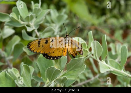 Yellow butterfly with black spots rests on green foliage. Soft leaves frame the insect in natural sunlight. Wings display vibrant orange hues against Stock Photo