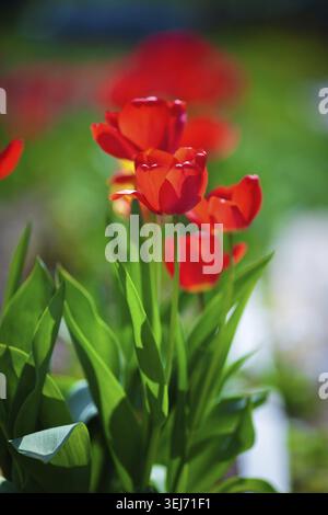 Red tulips brightly lit by the sun. Tulips in the spring. Shallow depth of field. Selective focus. Vertical shot Stock Photo