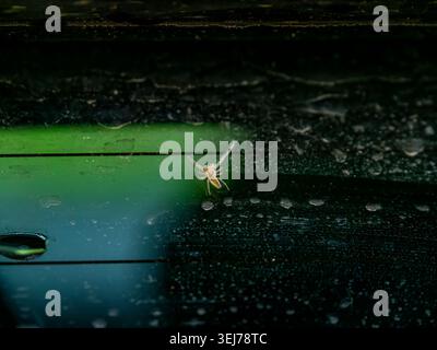 Macro shot of a tiny yellow jumping spider resting on a dusty dark glass surface with a vibrant green reflection background Stock Photo