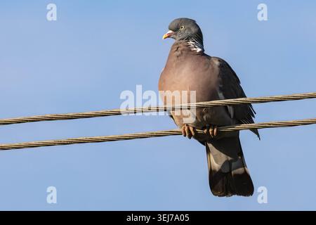 Common wood pigeon perched on utility wires against a blue sky, illuminated by warm morning sunlight, showing plumage details clearly. Stock Photo