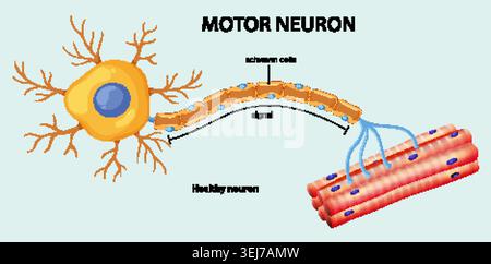 Educational vector diagram showing a motor neuron transmitting signals to skeletal muscle fibers. Stock Vector