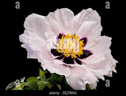 A stunning white tree peony in full bloom featuring a dark purple center and yellow stamens with delicate water drops on petals isolated against a sol Stock Photo