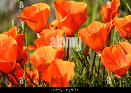 A vibrant close-up photograph of California poppies blooming in warm golden sunlight. Stock Photo