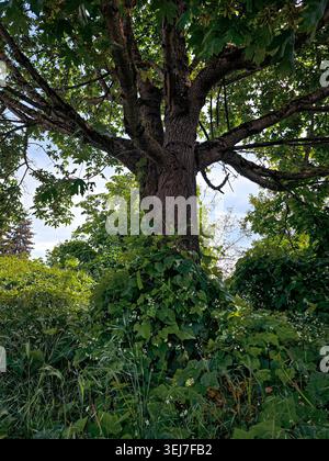 A Woodland Giant and a Mature Tree Wrapped in Climbing Ivy and Spring Wildflowers Stock Photo