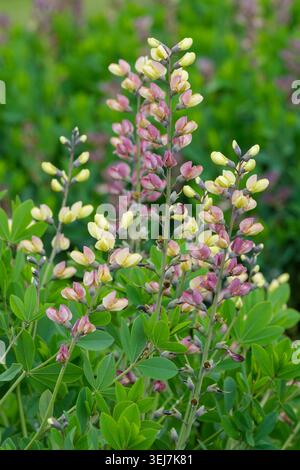 Baptisia Pink Lemonade, false indigo Pink Lemonade, tall upright stems of blue-green leaves, yellow and raspberry  pea-like flowers Stock Photo