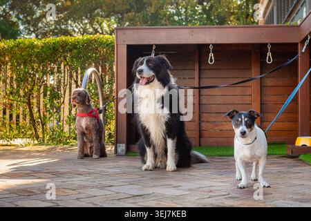 Three domestic dogs sitting on leashes beside an outdoor dog dock station in a sunny pet friendly courtyard. Urban pet care concept with different dog Stock Photo