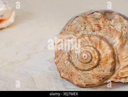 Large spiral seashell on sandy beach texture background, horizontal orientation Stock Photo