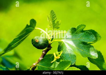 Green fig close-up. Unripe fruit hanging on the tree. Stock Photo