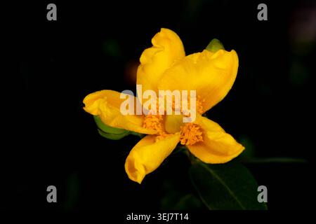 Flowers of Spring - Hypericum 'Hidcote in Front of Black Background. High quality photo Stock Photo