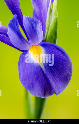 A close up of a Purple iris photographed against a mottled yellow green background Stock Photo