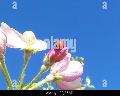 Red ladybug crawls on white apple blossom under blue sky Stock Photo