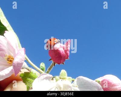 Red ladybug crawls on white apple blossom under blue sky Stock Photo
