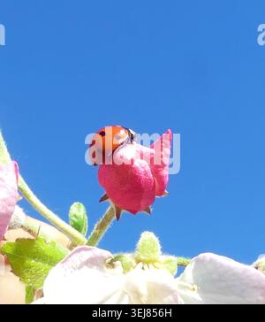 Red ladybug crawls on white apple blossom under blue sky Stock Photo