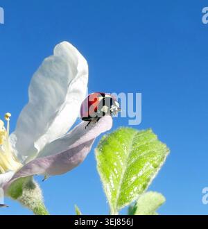 Red ladybug crawls on white apple blossom under blue sky Stock Photo