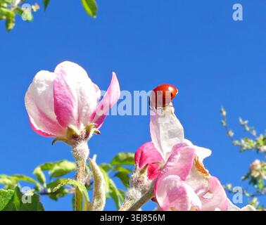 Red ladybug crawls on white apple blossom under blue sky Stock Photo
