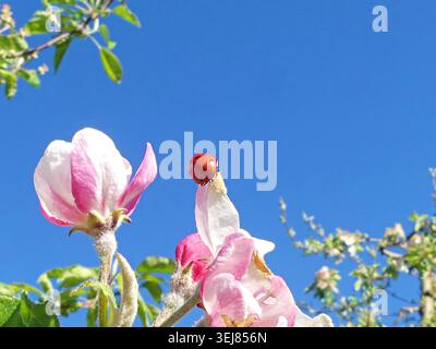 Red ladybug crawls on white apple blossom under blue sky Stock Photo