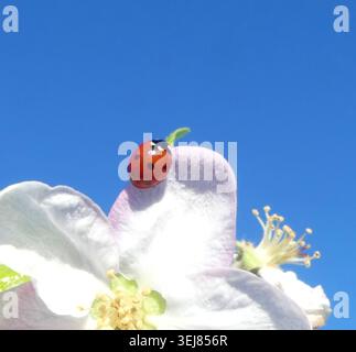 Red ladybug crawls on white apple blossom under blue sky Stock Photo
