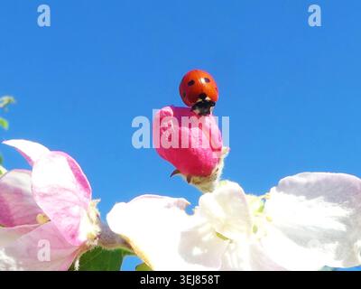 Red ladybug crawls on white apple blossom under blue sky Stock Photo