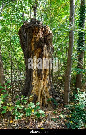Old hollow tree stump standing in a green forest, with rough bark, decayed wood and leafy plants around it in soft natural light. Stock Photo