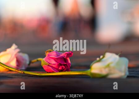 Red and White Roses Resting on Wooden Pier Surface at Sunset Stock Photo
