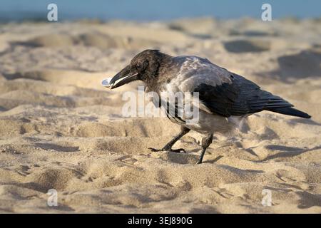 Hooded Crow (Corvus cornix) with a mussel in its beak on the sandy beach Stock Photo