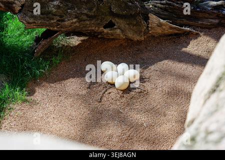 Five Ostrich eggs resting on sandy ground in a shaded wildlife enclosure beneath a log, with green grass nearby and natural rock textures. Stock Photo