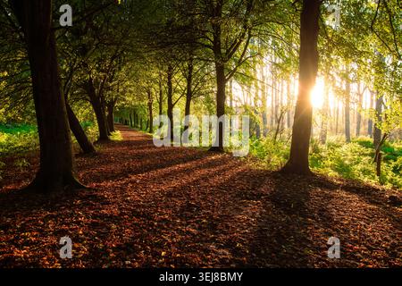 A sun dappled forest path covered in fallen autumn leaves is illuminated by warm sunlight filtering through the tree canopy. Stock Photo