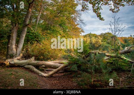 A tranquil autumn forest landscape featuring a large fallen tree trunk lying across the ground amidst colorful fallen leaves and vibrant green bushes Stock Photo