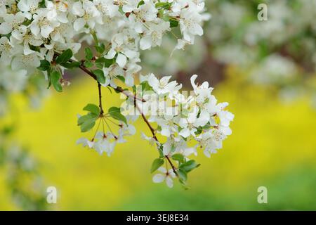 Malus toringo crab apple tree in blossom in spring. Malus sieboldii, European crab apple tree. UK Stock Photo