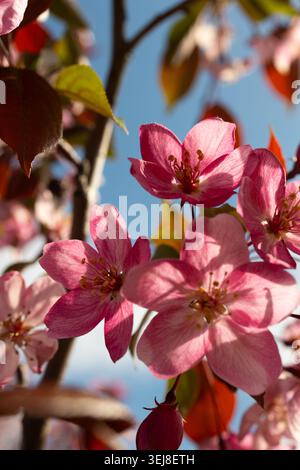 Pink apple blossoms blooming on tree branch against blue sky. Close up nature shot in soft morning light. Floral composition for spring greeting card, invitation design, and seasonal holiday Stock Photo